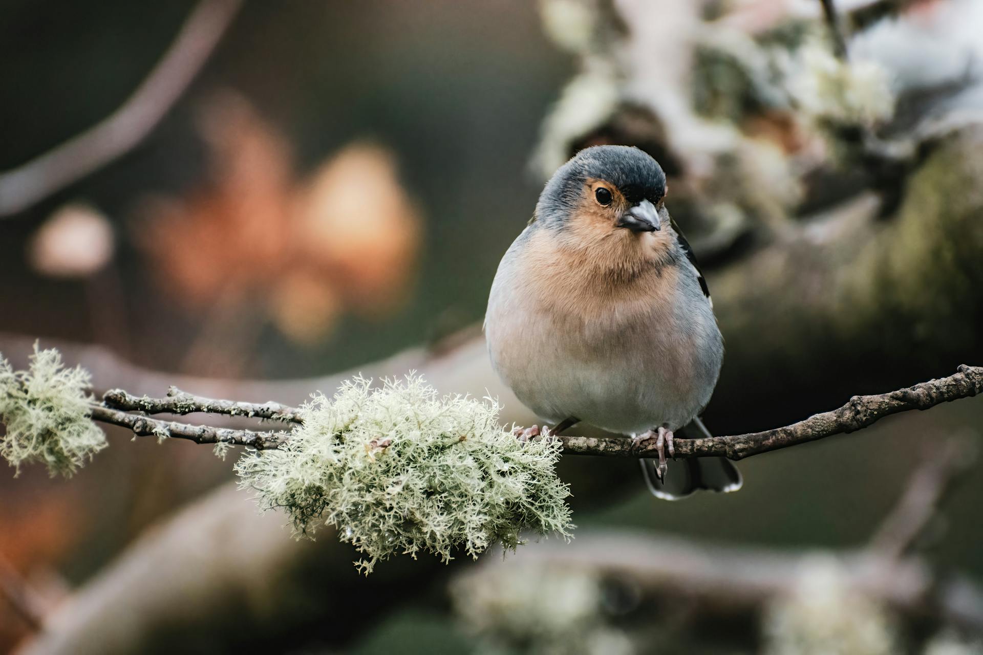 crowd of people on a town square